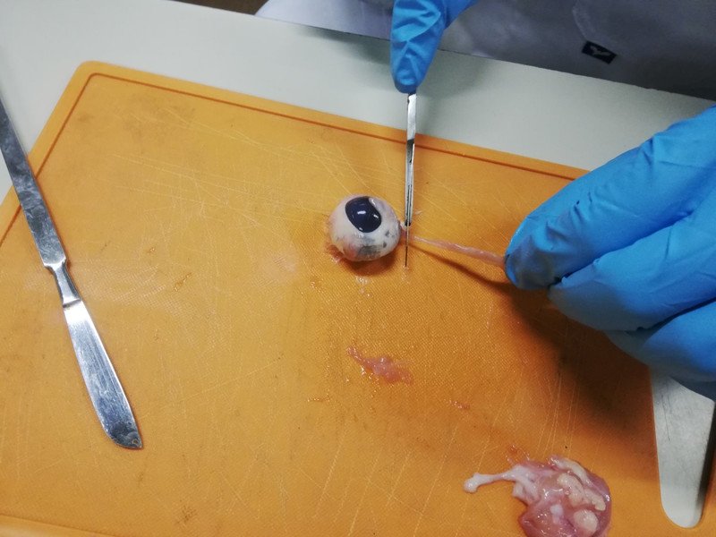 2019-11-26 6OPT dissectie oog -4-.jpg