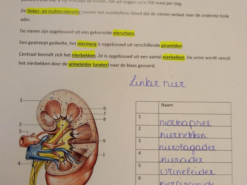 2021-09-20 6GW dissectie nier -3-.jpg